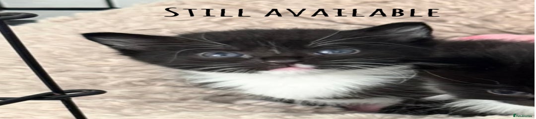 Mixed Breed Kitten 2