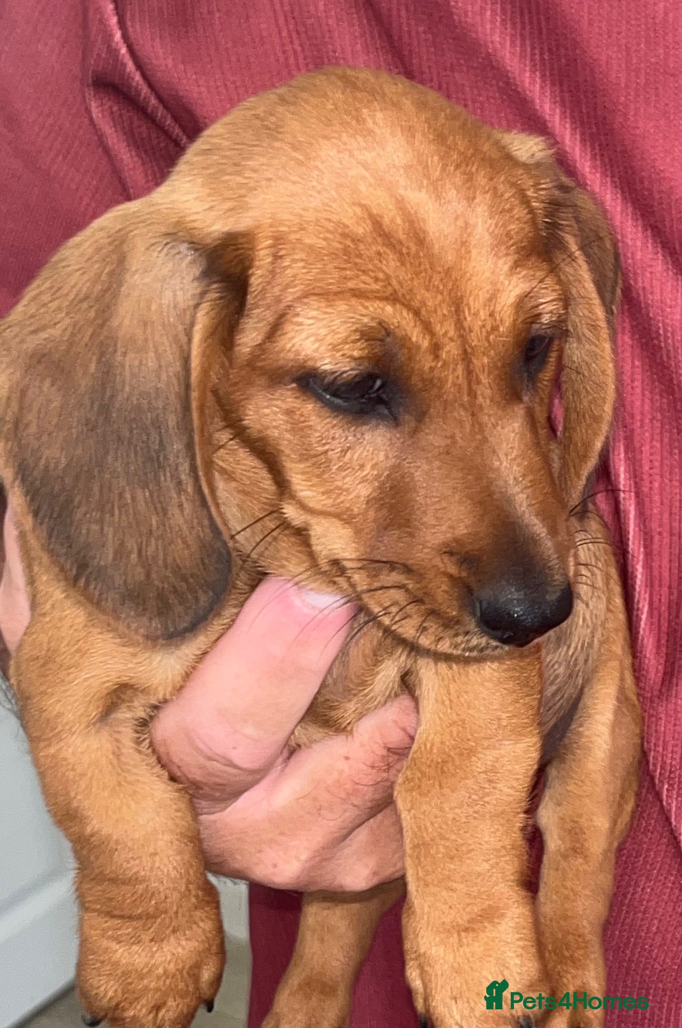 Miniature Dachshund dogs Miniature Dachshunds - Advert 2