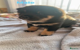 Japanese Shiba Inu dogs for sale: Japanese Shiba Inu  - Image 1
