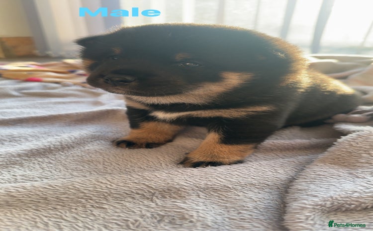 Japanese Shiba Inu dogs - Advert 7