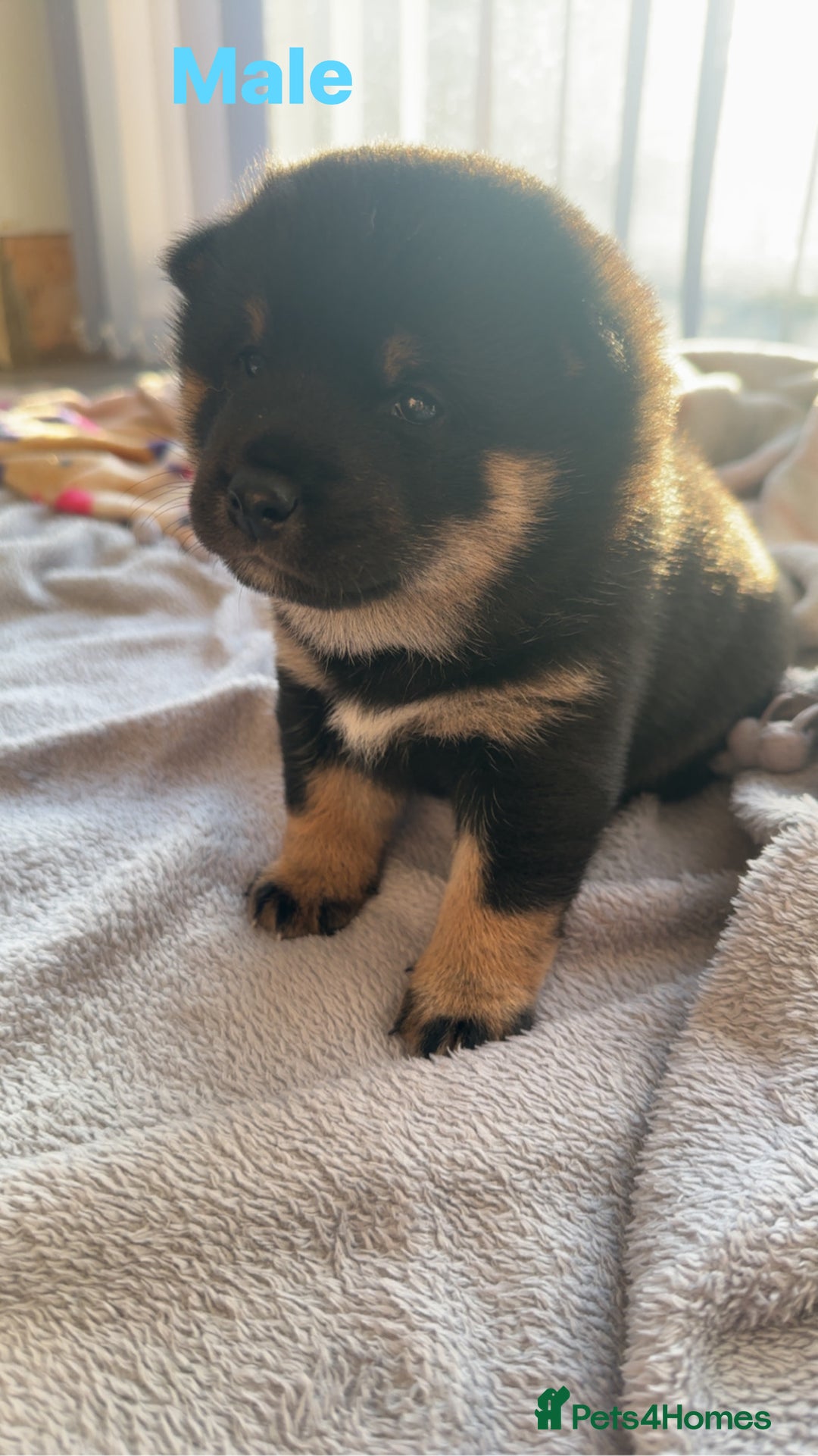 Japanese Shiba Inu dogs for sale: Japanese Shiba Inu  - Image 1