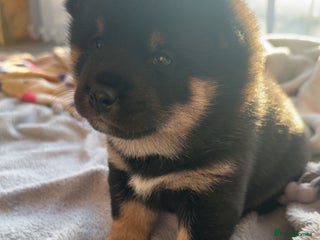 Japanese Shiba Inu dogs - Advert 17