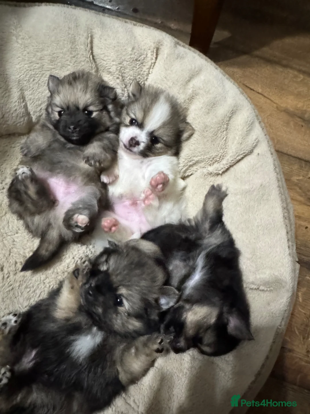 Pomeranian dogs for sale: PUREBRED POMERANIAN PUPS Cute Vaccinated & Playful in Leicester - Advert 11