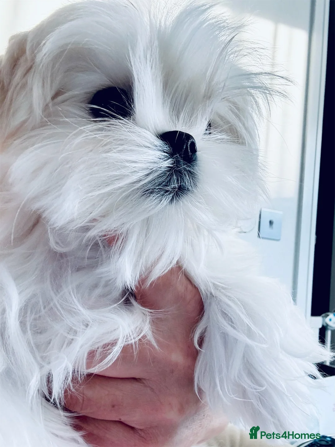 Maltese dogs for sale: 💎Last Boy Full Korean Maltese  Available💎 - Advert 9