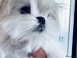 Maltese dogs Ready to Leave Now Quality Tiny Maltese - Advert 4