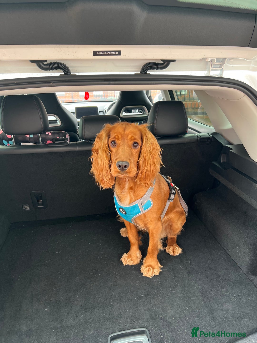 Cocker Spaniel dogs for sale: arlo the cocker spaniel  - Advert 2