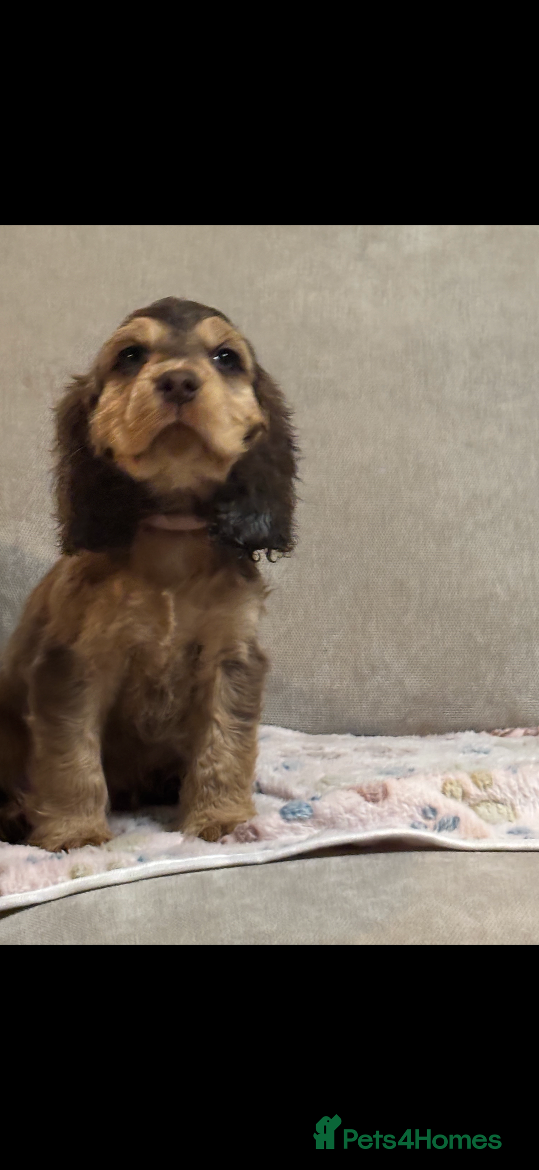 Cocker Spaniel dogs for sale: ✨ Gorgeous Litter of 6 Show Cocker Spaniels✨ - Advert 6