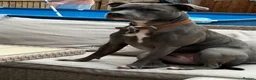 Staffordshire Bull Terrier dogs for sale: Female Staffordshire bull terrier  in Woodhall Spa - Advert 6