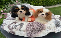 Cavalier King Charles Spaniel dogs for sale: High quality Cavalier King Charles Spaniel Puppies - Image 6