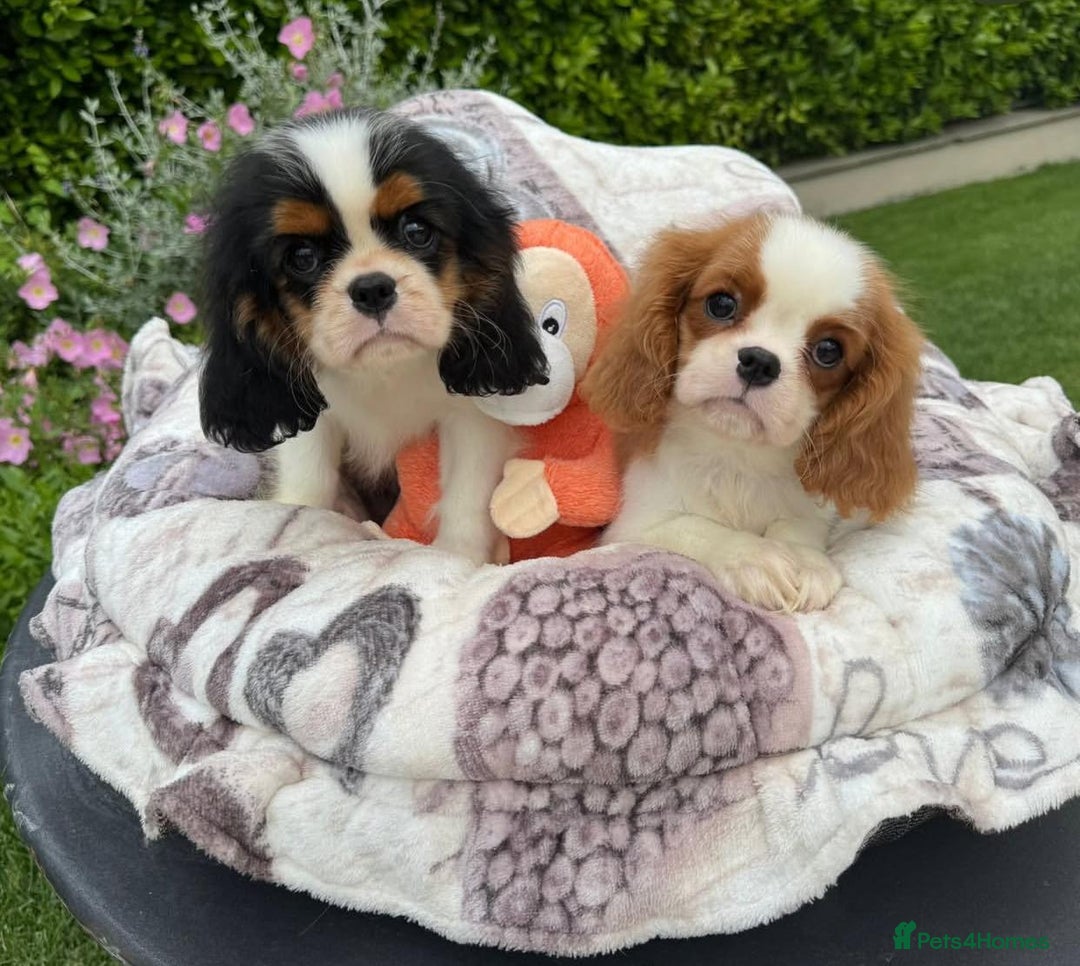 Cavalier King Charles Spaniel dogs for sale: High quality Cavalier King Charles Spaniel Puppies - Image 6