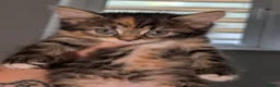 Mixed Breed cats for sale: Maine coon cross kittens  - Advert 9