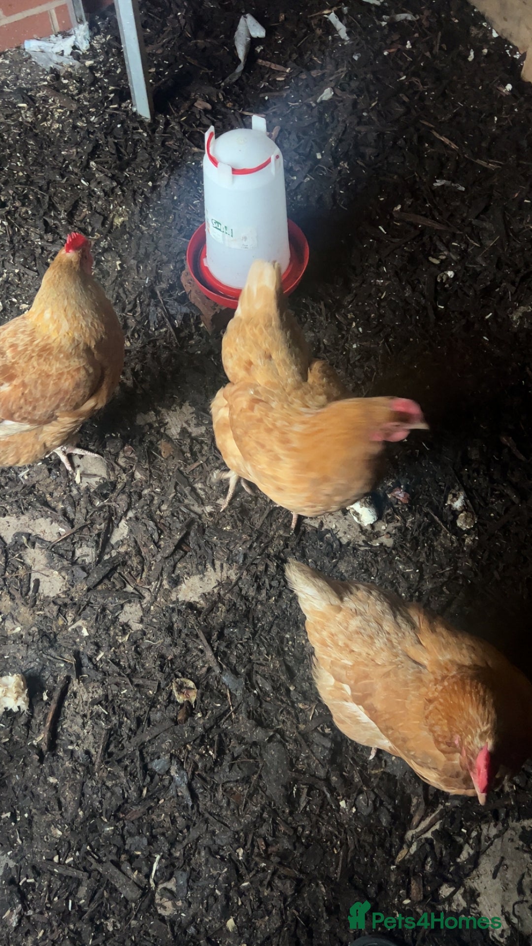 Chickens poultry for sale: 3 Laying Hens  - Advert 5