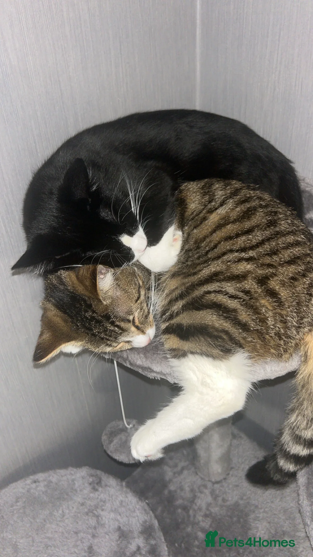 Mixed Breed cats for sale: 2 beautiful cats in Rugeley - Advert 2