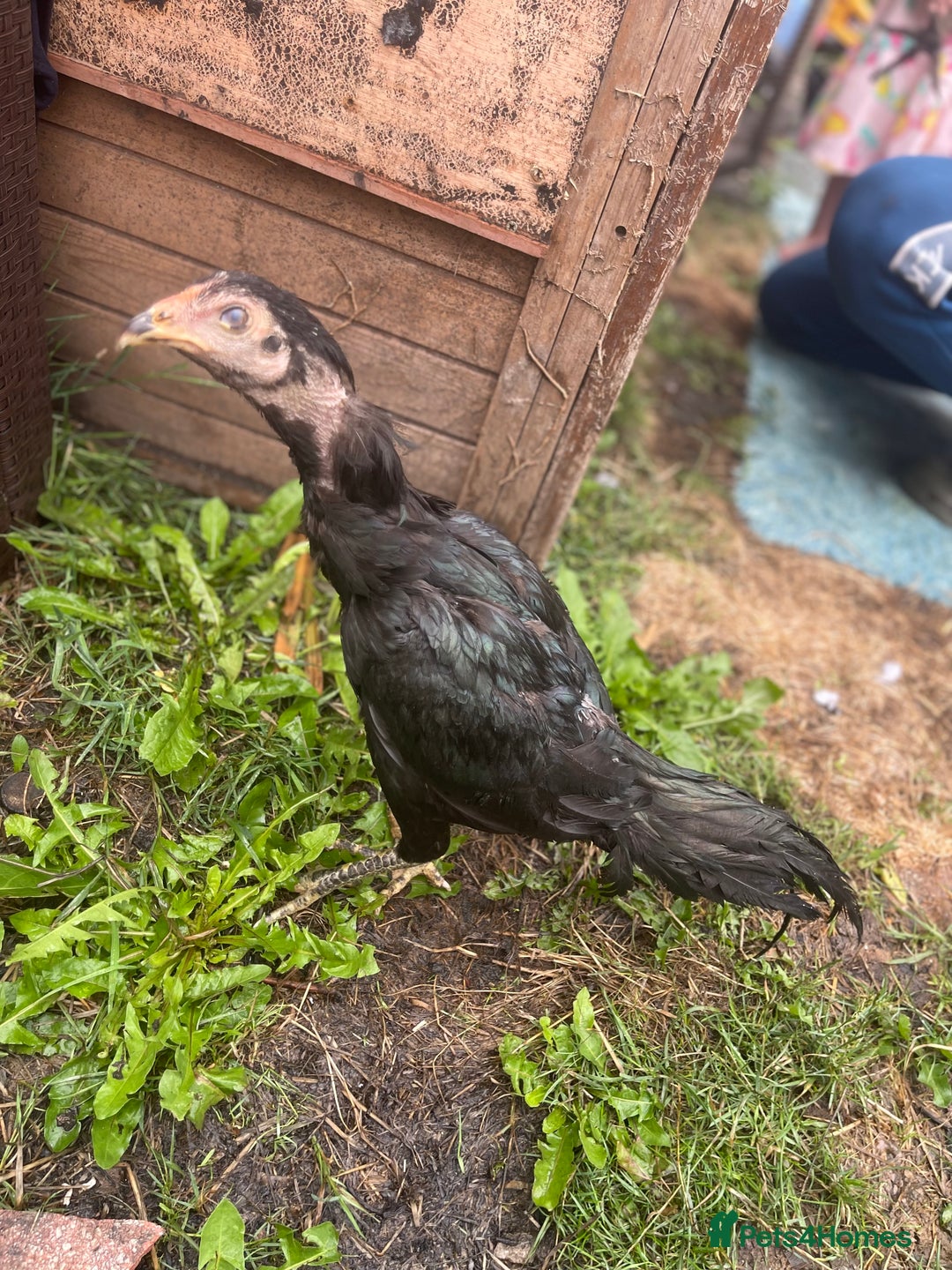 Chickens poultry for sale: Aseel chickens  - Image 5