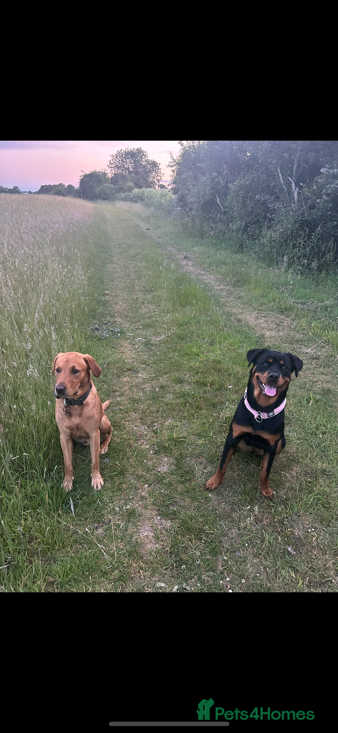 Mixed Breed dogs for sale: 11 adorable Rottador Labweiler puppies for sale   - Image 11