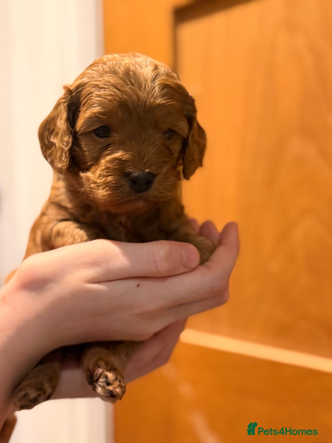 Cockapoo dogs for sale: Toy cockerpoo puppies  - Advert 3