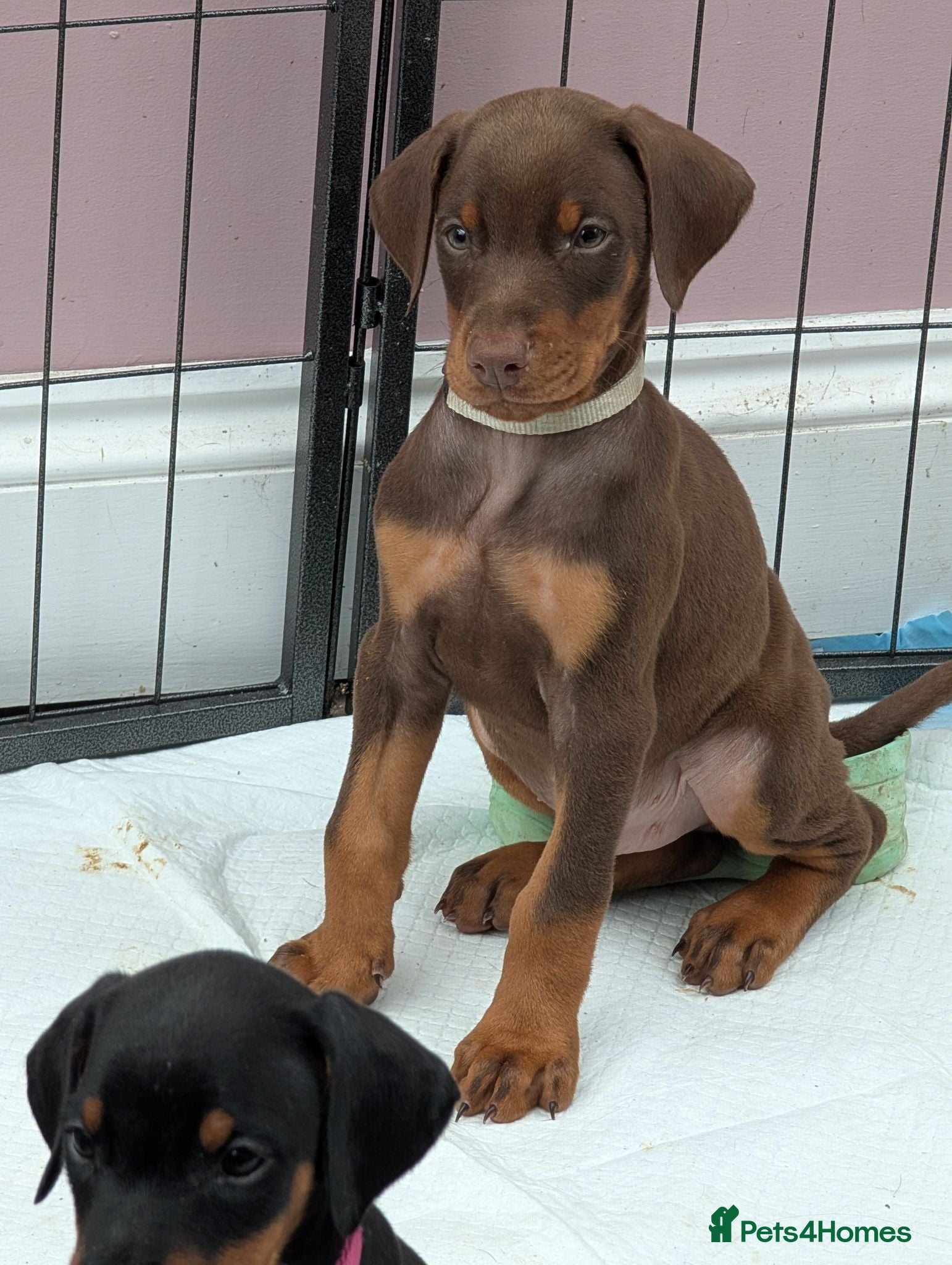 Dobermann dogs KC REGISTERED DOBERMANN PUPS – EXCEPTIONAL LITTER - Advert 2