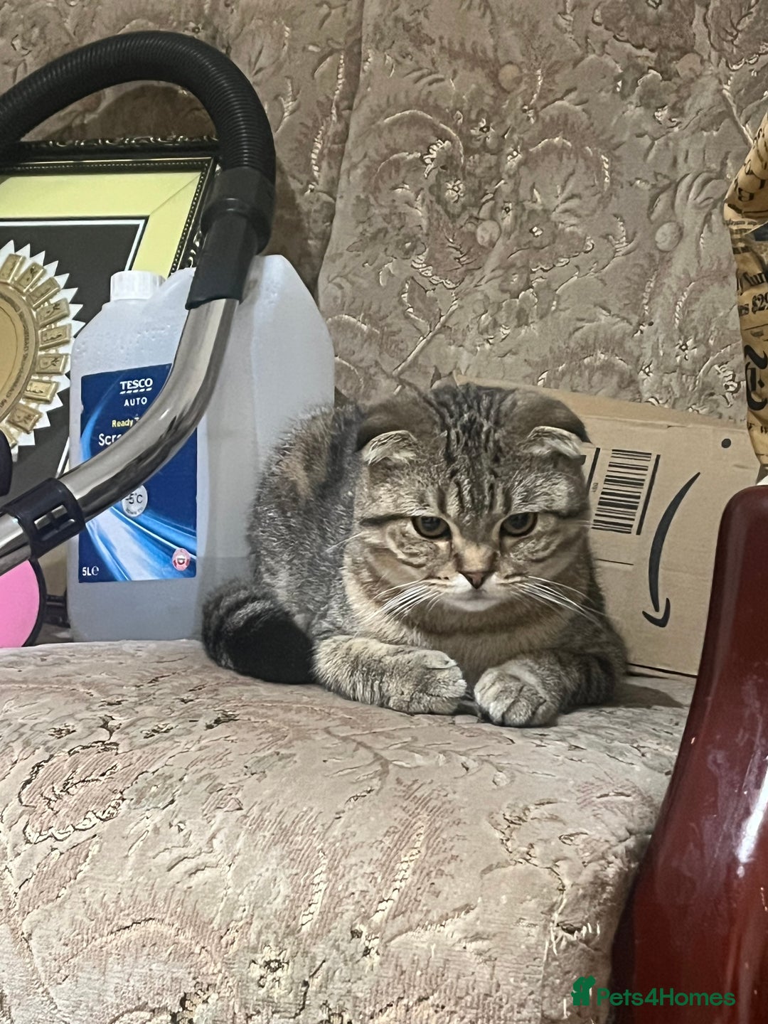 Scottish Fold cats for sale: Scottish fold male - Advert 6