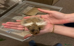 Hamster rodents for sale: Baby male hamster for sale  - Image 2