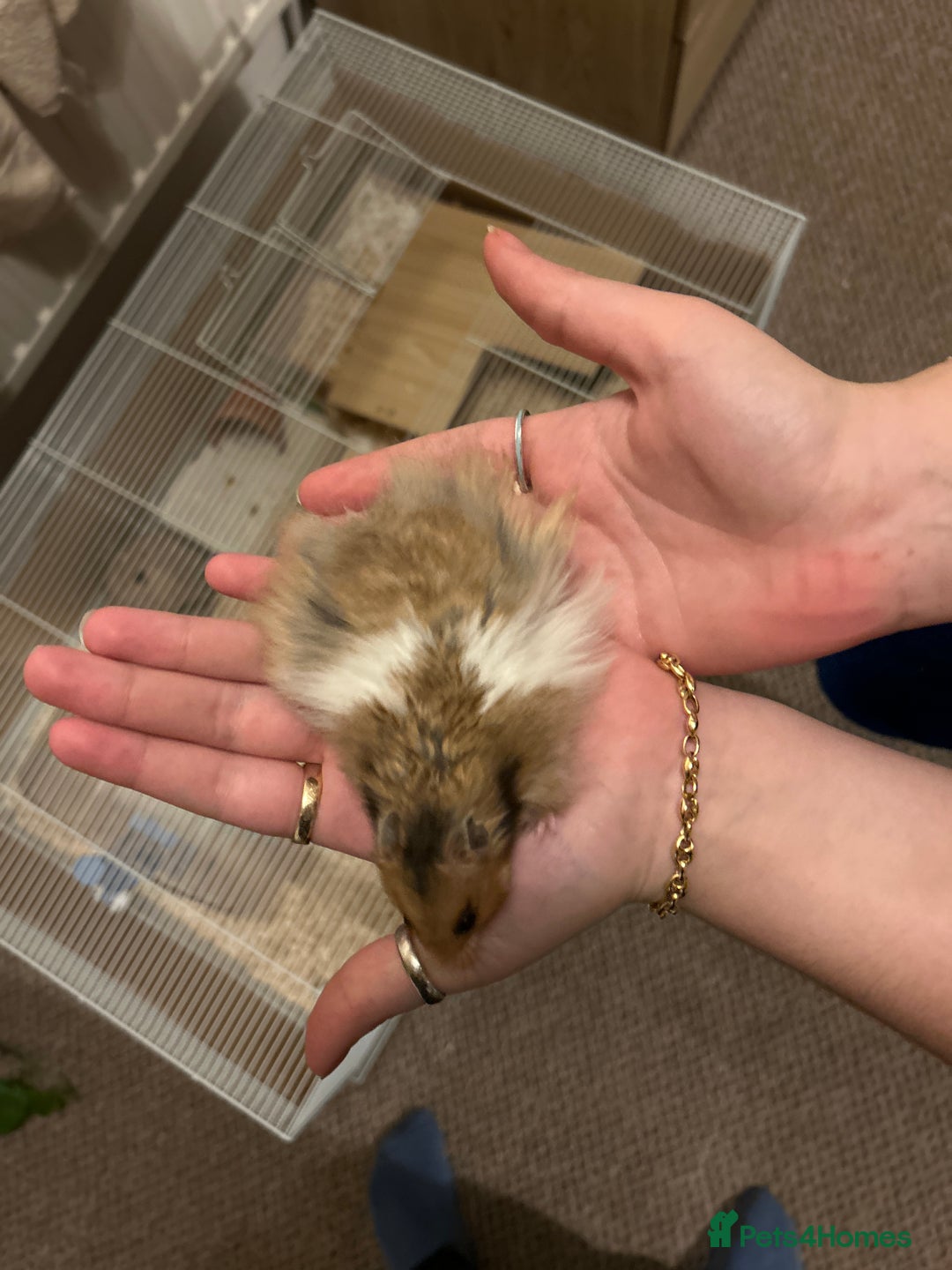 Hamster rodents for sale: Baby male hamster for sale  - Image 2
