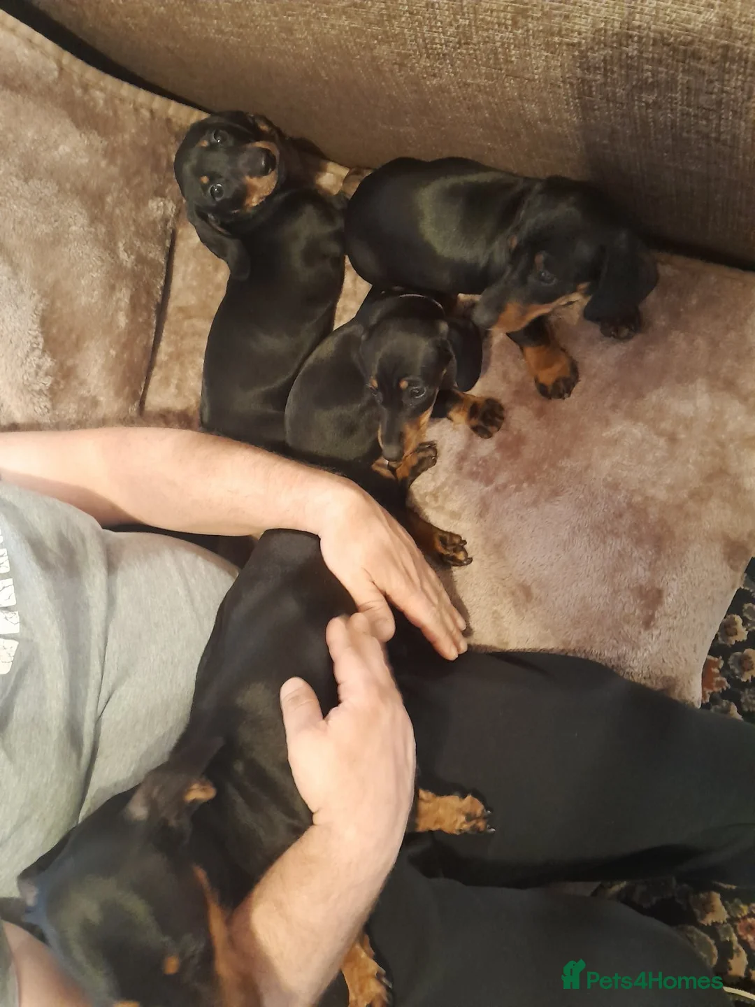 Dachshund dogs for sale: Adorable dachshund puppies - Advert 8