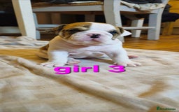 Mixed Breed dogs for sale: Beautiful Litter of 4 Puppies 🐶  - Image 4