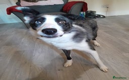 Border Collie dogs for sale: Border collie blue murle for sale - Image 6