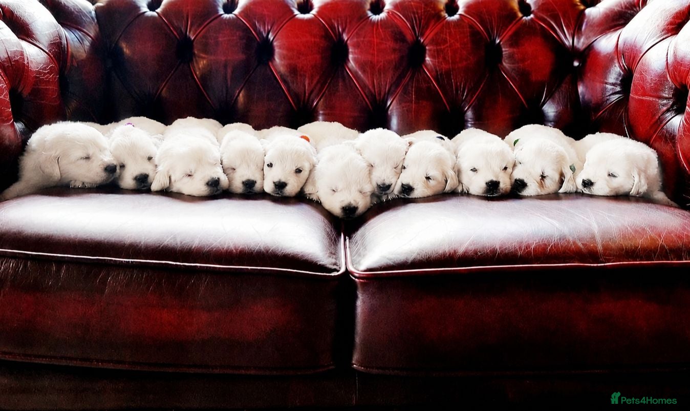 Golden Retriever dogs Newmiller Retrievers - One Girl Avaliable - Advert 1