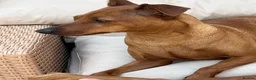 Mixed Breed dogs for sale: Stunning playful puppies  - Advert 1