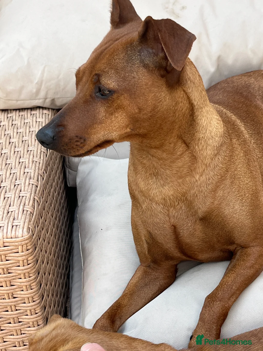 Mixed Breed dogs for sale: Stunning playful puppies  - Advert 1