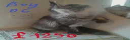 Maine Coon cats for sale: black silver ticked TICA Maine Coon boy - Advert 7
