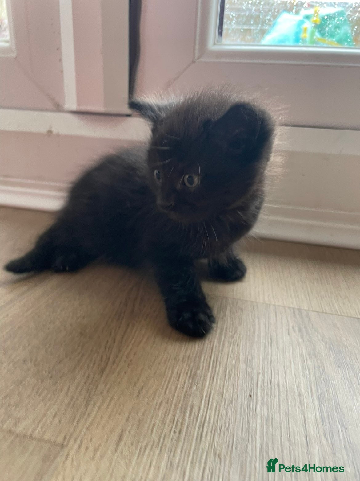 British Shorthair cats 1 x Male black kitten  - Advert 18