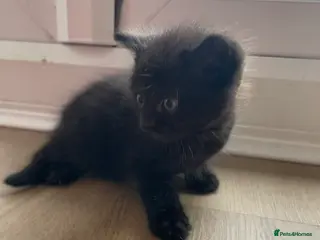 British Shorthair cats 1 x Male black kitten - Advert 18