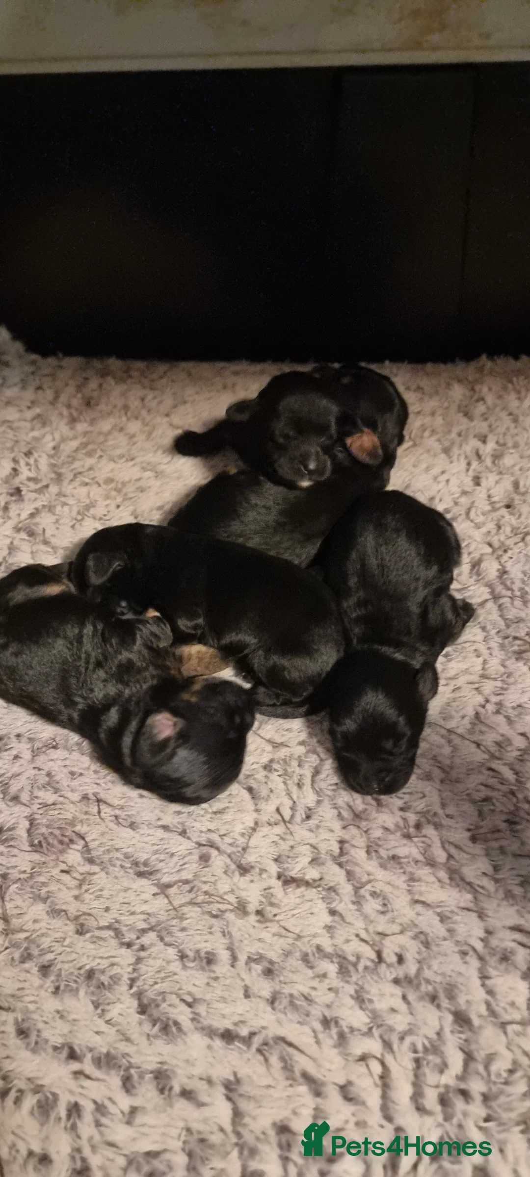 Cavapoo dogs for sale: Toy f1 cavapoo babies - Advert 2