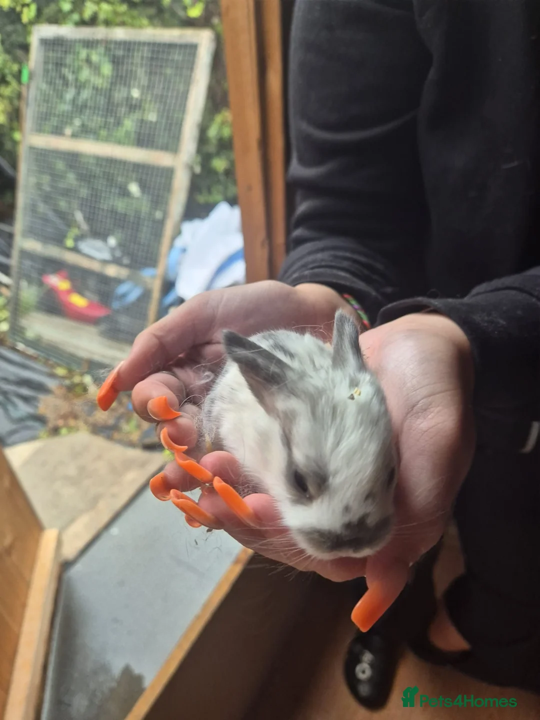 Mixed Breed rabbits for sale: Baby rabbits  - Advert 8