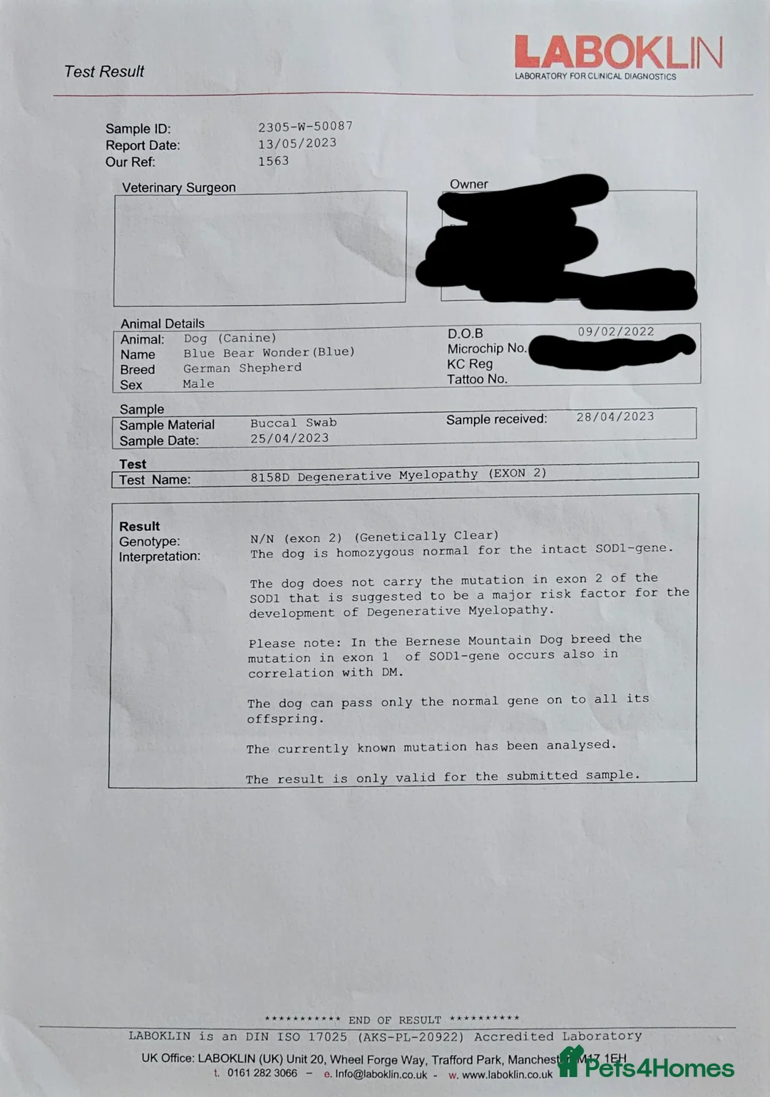 German Shepherd dogs for stud: PROVEN KC REG STRAIGHT BACK BLUE BICOLOUR in Redditch - Advert 13