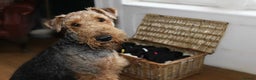 Airedale Terrier dogs for sale: KC Female Airedale Puppy🌟🐾 - Advert 17