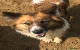 Mixed Breed dogs for sale: Icelandic Sheepdog mixed breed  - Image 2