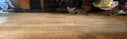 Mixed Breed cats for sale: 2 Beautiful Kittens - Advert 2