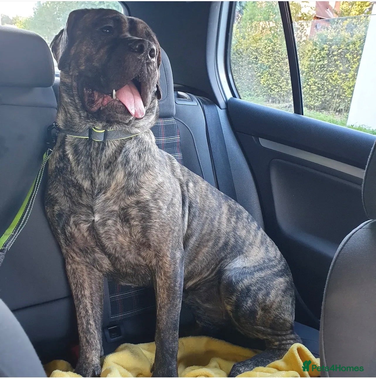 Presa Canario dogs Female pressa 5 years old  - Advert 2