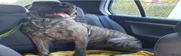Presa Canario dogs for sale: Female pressa 5 years old  in Derby - Advert 1