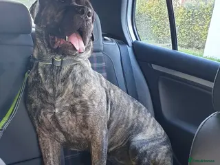 Presa Canario dogs Female pressa 5 years old - Advert 2