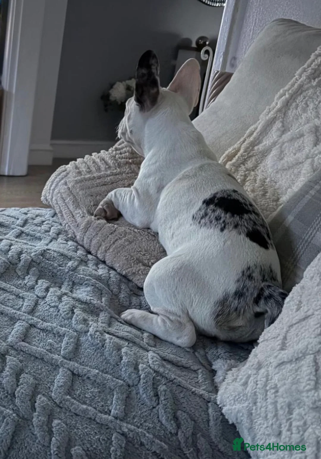 French Bulldog dogs for sale: French bull dog  in Manchester - Advert 2