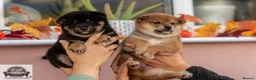 Japanese Shiba Inu dogs for sale:  🌸 Shiba Inu 3rd Gen Japanese Lines Crufts Placed - Advert 7