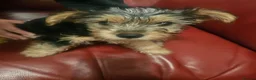 Yorkshire Terrier dogs for sale: Yorkshire terrier  - Advert 4