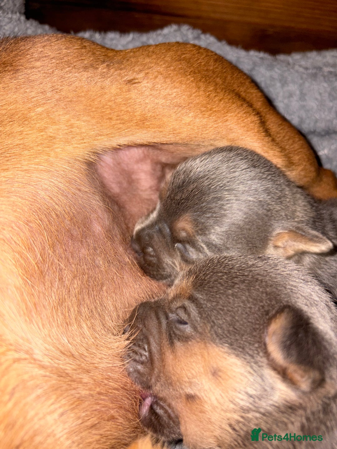 Jack Russell dogs for sale: Blue and tan half russels  - Advert 3