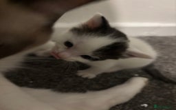 Ragdoll cats for sale: Ragdoll cross - Advert 3