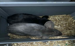 English Lop rabbits for sale: Rabbits - Image 1