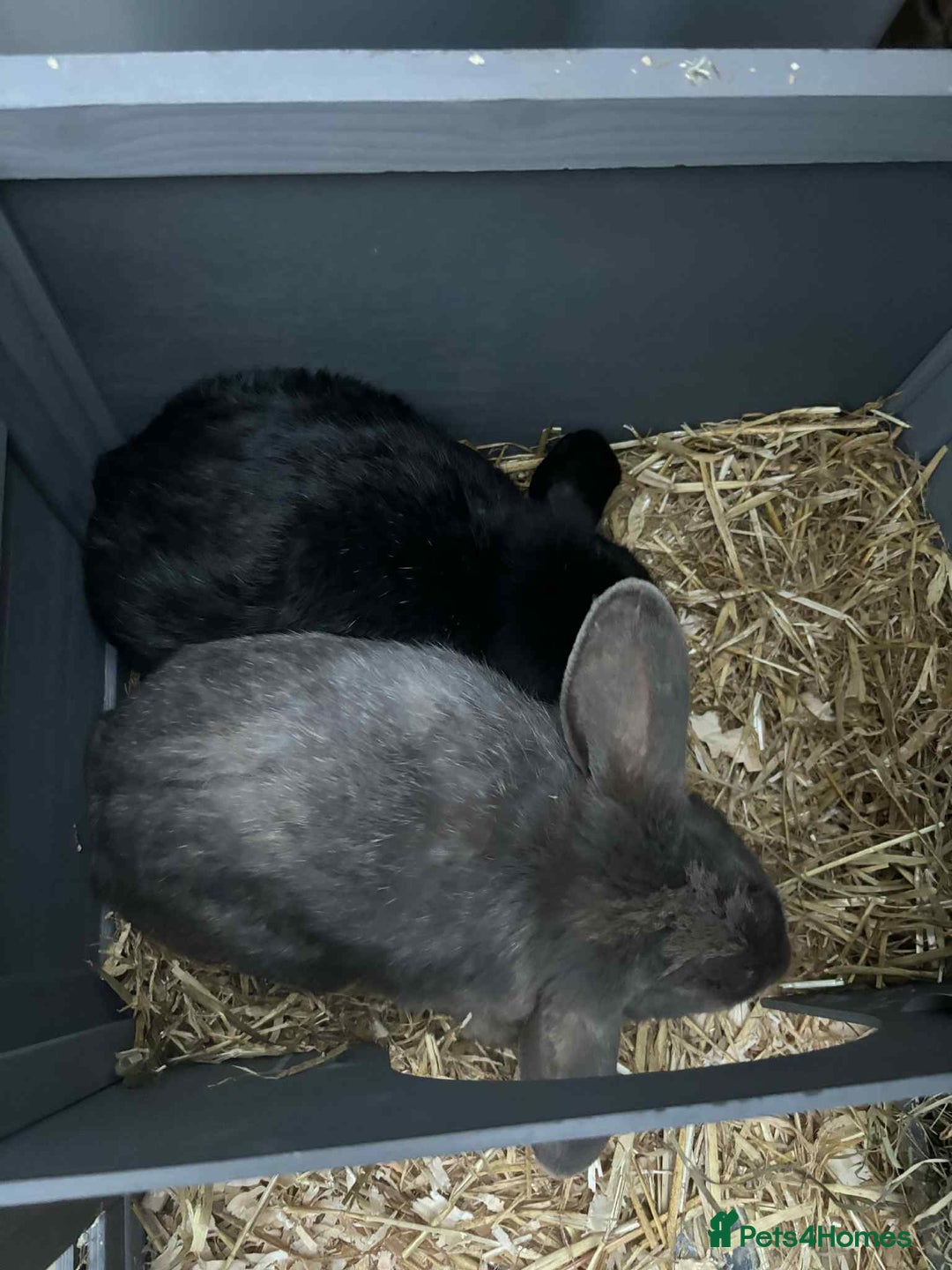 English Lop rabbits for sale: Rabbits - Image 1
