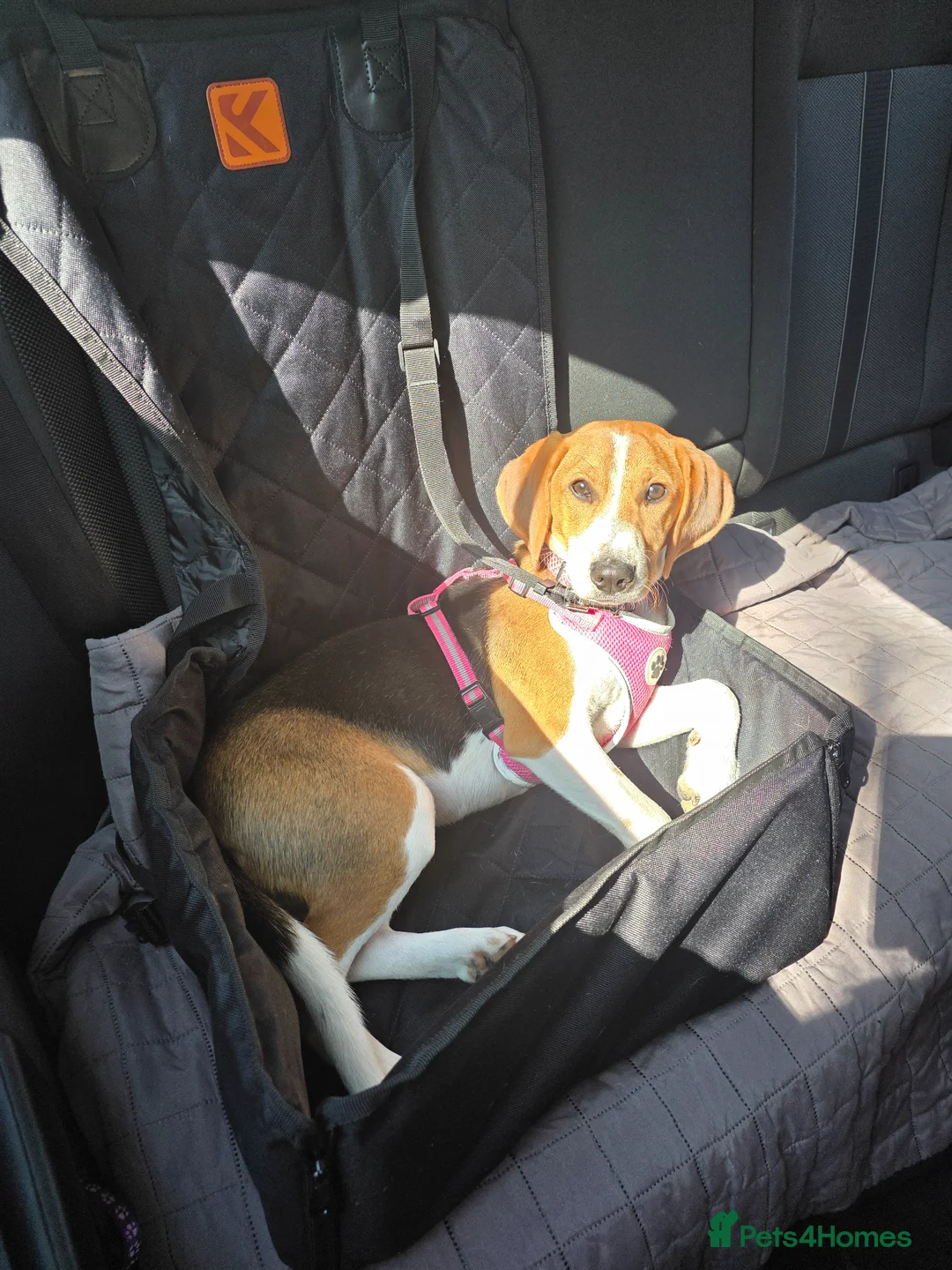 Beagle dogs for sale: Beagle puppy  in Truro - Advert 2